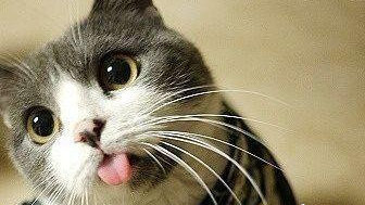 猫咪吐舌头什么意思？铲屎官你了解吗？