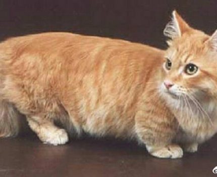 有一种猫咪腿特别短，叫什么名字？