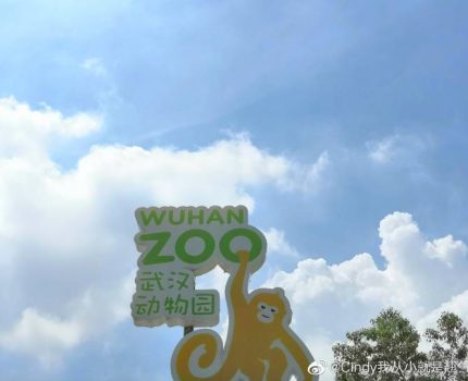 武汉动物园，每天不一样～