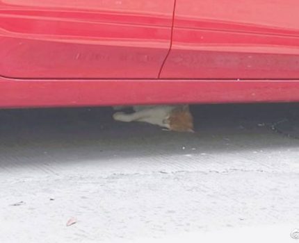 车底下睡觉的橘猫引发的思考