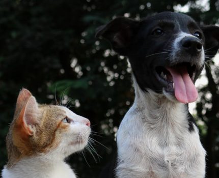 「猫狗双全」是衡量现代人幸福感的最高标准