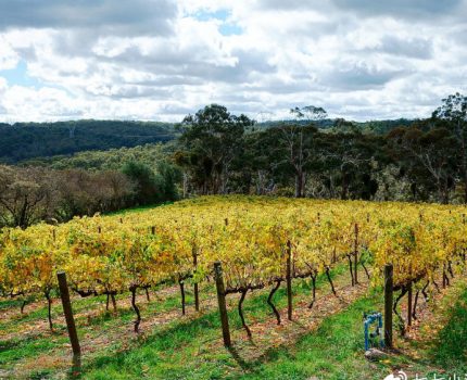 葡萄酒迷手册：巴罗萨谷和南澳