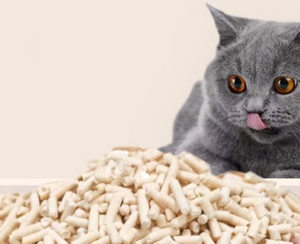 豆腐猫砂和膨润土对比，哪种猫砂好？