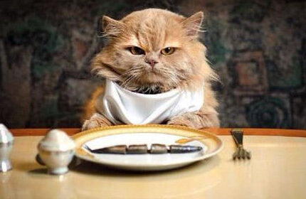 猫咪主食选猫粮好？还是猫罐头好？