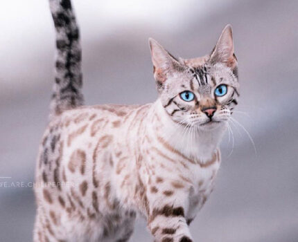 豹猫女孩Chili的50张惊艳外景照片