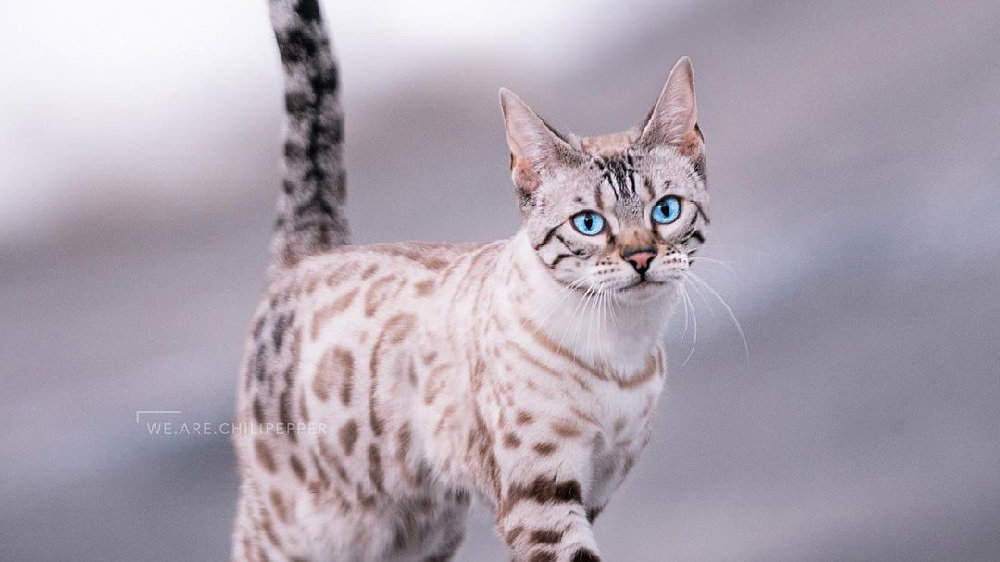 豹猫女孩Chili的50张惊艳外景照片