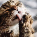 最新研究发现，猫爪子是甜的！