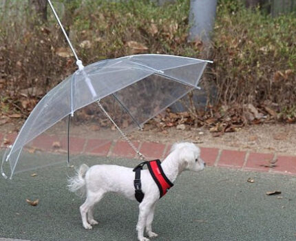下雨天遛狗要注意什么？