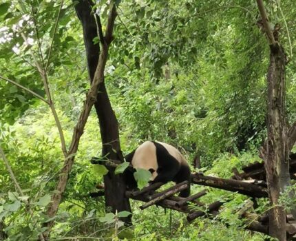 熊猫为什么能成为国宝？