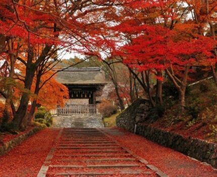 金秋十月带你走进日本，感受长寿国的奥秘