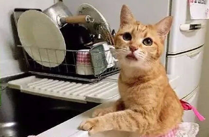 下班回家，发现猫把饭都做好了……