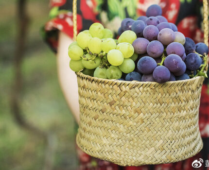 你知道如何才能挑到好吃的葡萄吗？