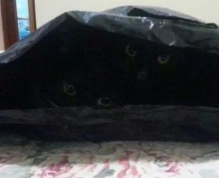 黑猫：就问你敢和我玩躲猫猫吗？