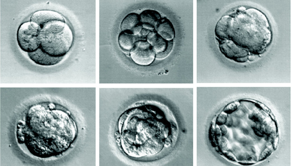 带您走进“试管婴儿”的摇篮——胚胎实验室