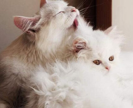 为什么猫咪会互相舔毛？