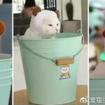 网红咖啡店的当家花旦，水桶猫成为店里招牌