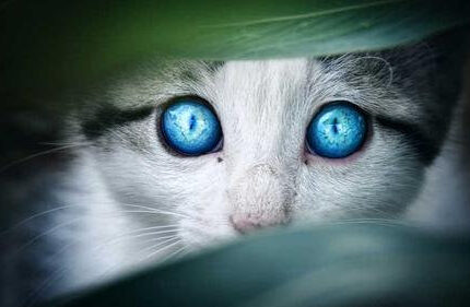 为什么小奶猫的眼睛都是蓝色的？