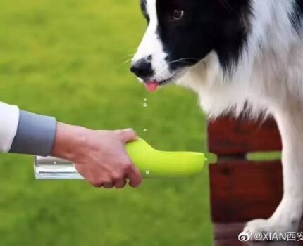 狗狗一天究竟要喝多少水？