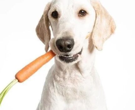 对狗子有益的5种蔬菜，你都知道吗？