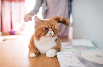 猫咪为什么喜欢把桌子上的东西推下去？