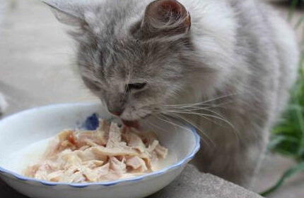 猫咪会知道自己吃饱了吗？