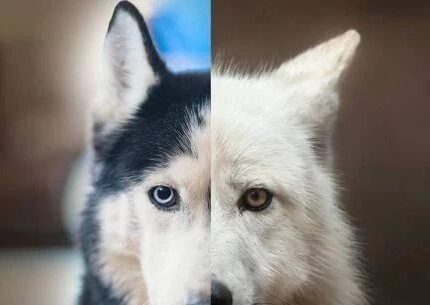 狼是怎么进化成狗的？