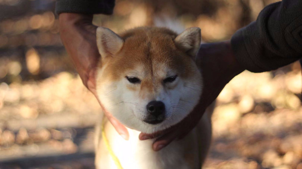 史上最全柴犬毛色分类