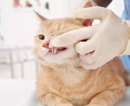 猫咪也会换乳牙，你知道嘛？