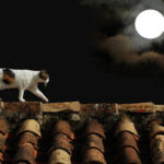 满月会影响猫吗？解释满月和猫的行为