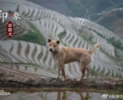 中国本土狗濒临灭绝