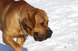 狗界中的“施瓦辛格”，战斗力极强，你喜欢哪一种？