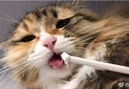 给猫咪刷牙，其实一点都不难~