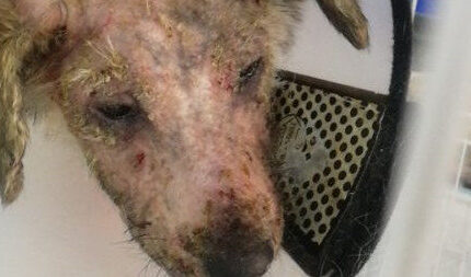 4个月的小狗浑身烂肉，躲在角落瑟瑟发抖，受伤的原因令人气愤！