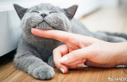 你知道猫咪有哪些比较明显的肢体语言吗？