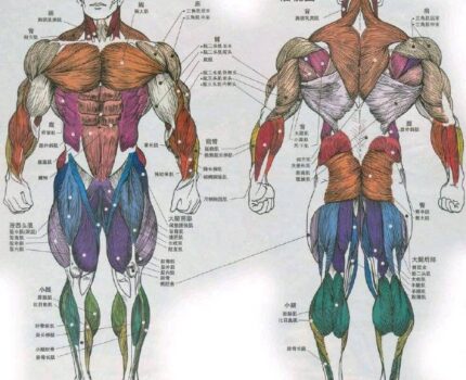 人体主要肢体运动的作用肌