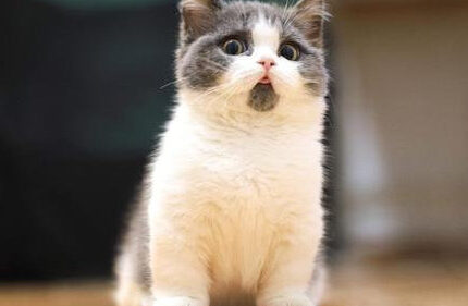 曼基康矮脚猫好养么 饲养矮脚猫要注意哪些事项?