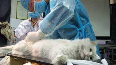 猫咪发情期请勿进行绝育手术