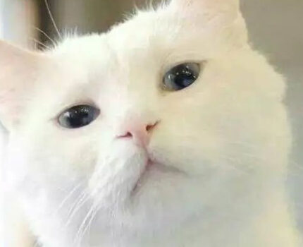 你养了一群“白眼猫”？猫咪真的不在乎主人吗？