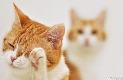 爱干净的猫咪会自己洗脸，大家也需帮忙清理，只因这三大原因