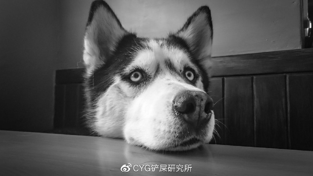 科普 | 犬分离焦虑症：每次分开后，我和狗都疯了