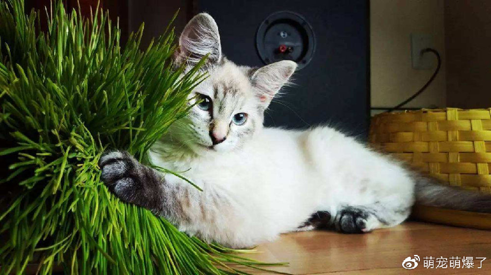 猫不吃猫草，只吃化毛膏可以吗？