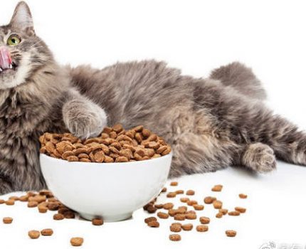 混粮喂养宠物猫狗真的有益吗