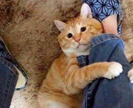 主动投怀送抱的猫有多甜!