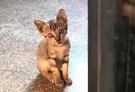 小流浪猫主动上门求收养，趴在门缝向里张望：您家缺猫吗？