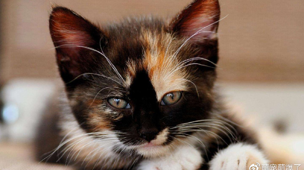 小猫生下来为什么不像父母的颜色？猫咪毛色的遗传秘密