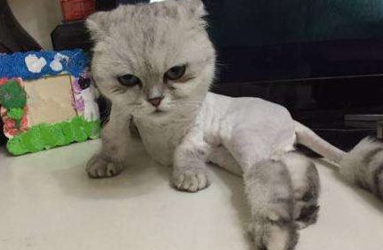 你还在打着为了防止猫咪中暑的幌子给猫咪剃毛吗