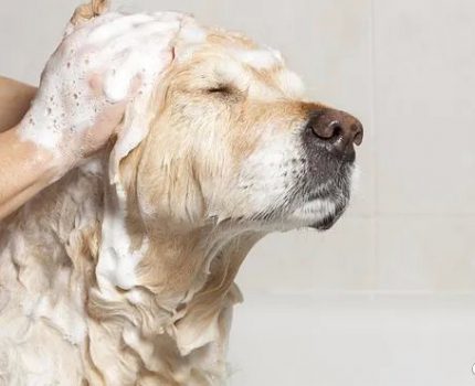 为什么宠物不能用主人的沐浴液？