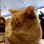 酒厂的员工猫玩忽职守不务正业，却受到酒厂职工爱戴！