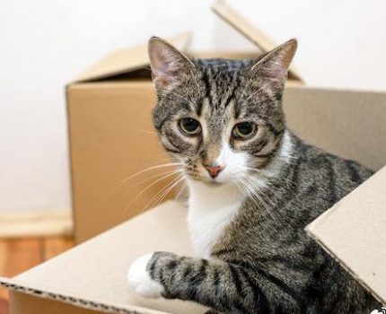 猫咪为什么喜欢钻纸箱？背后的秘密，大部分人都不知道！