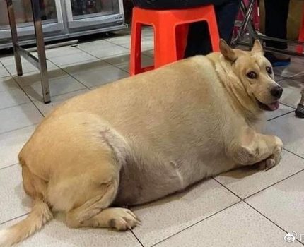 狗被养成猪一样胖，被拍到还扭头嬉笑：“我帅吗？”